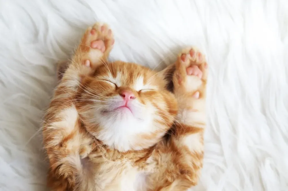 chat roux