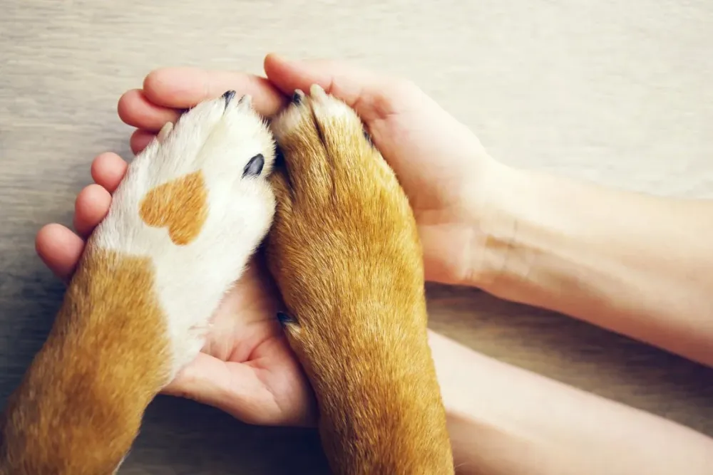 Kinésologie animale chienwebp