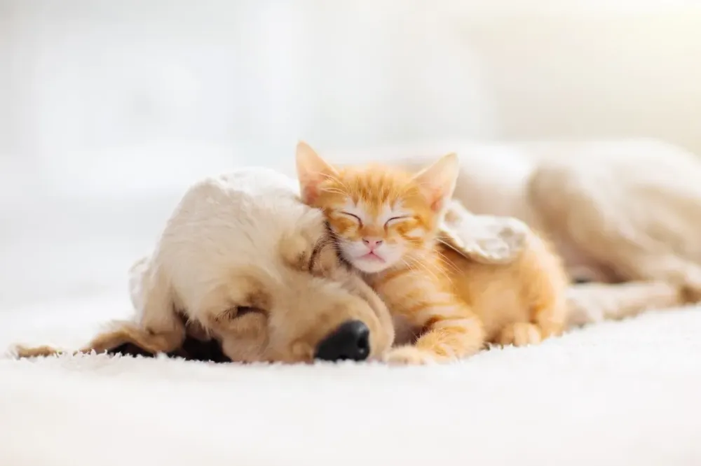 chien et chat kinésologie animalewebp